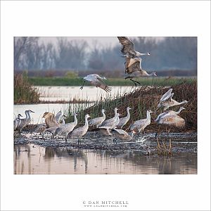 Cranes Departing