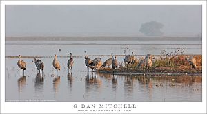 Cranes, Fog, Island