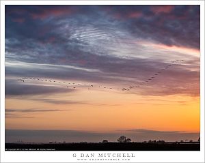 Cranes in Morning Sky