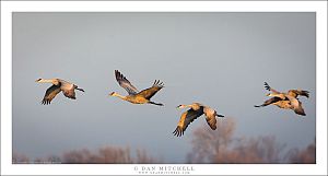 Cranes in Flight, Morning