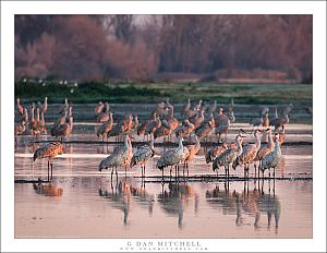 Cranes, Dawn Light