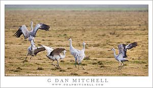 Dancing Cranes