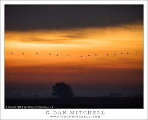 Dawn Flight of Pelicans