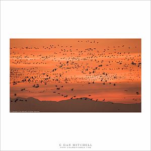 Dawn Geese, Sierra Silhouette