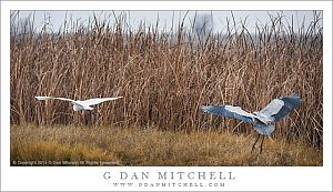 Egret and Heron