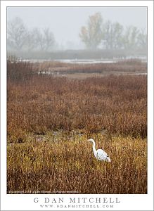 Egret on the Hunt