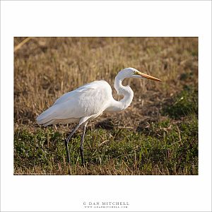 Egret On The Hunt
