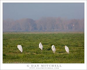 EgretQuartetMercedNWRWinter20130309