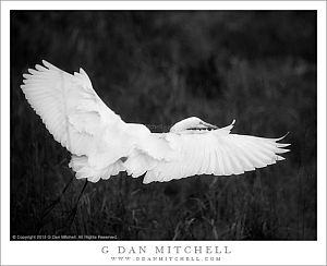 Wings of an Egret