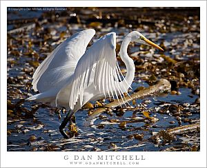 EgretWingsUnfold20081130