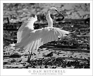 EgretWithFishBW200081130