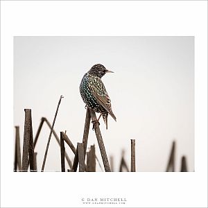 European Starling