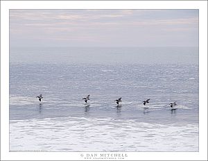 Five Brown Peilicans