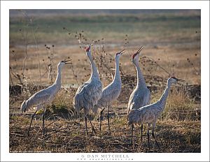 Five Sandhill Cranes