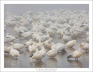 Flock In The Fog