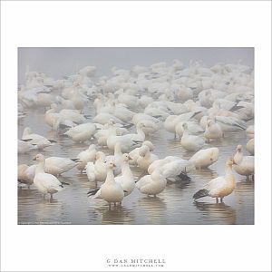 Flock In The Fog