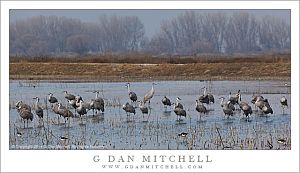 FlockOfCranesMarshMNWR20140214