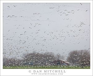 Winter Geese, San Joaquin Valley Farm