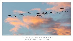 White-Fronted Geese, Dawn Clouds