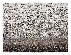 Late Winter Flocks