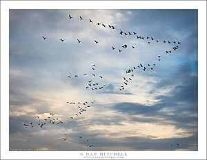 Geese, Autumn Sky