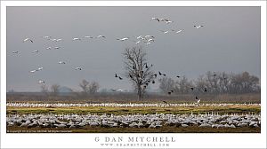 Geese, Clearing Fog, Light