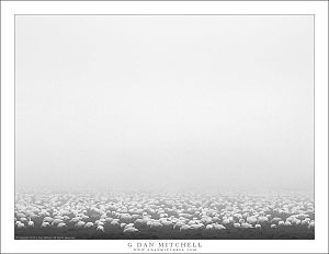 Geese in Fog