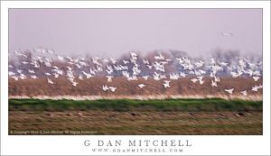 Geese, Field, Twilight