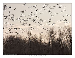 Geese, Winter Trees