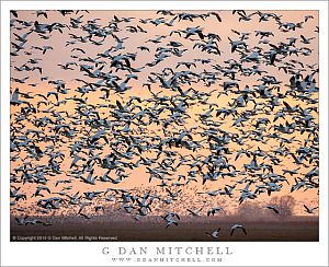 Geese in Flight, Dusk