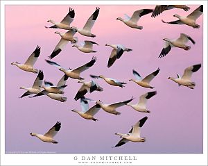 Snow Geese in Twilight Flight