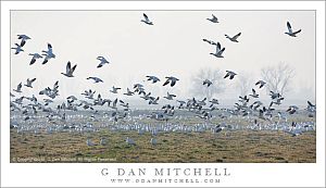 Ross's Geese, Foggy Pasture