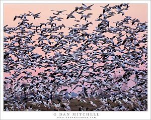 Geese, Twilight Flight