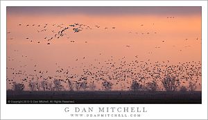 Geese, Winter Dusk Sky