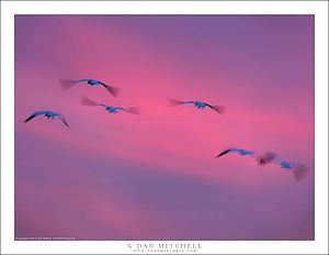 Birds in Winter Dusk Sky