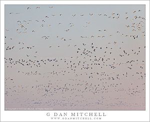 GooseFilledMorningSky20130121