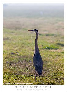 GreatBlueHeronBackStandFieldMercedNWR20121125