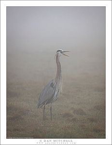 Great Blue Heron, Fog