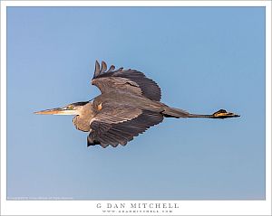 Great Blue Heron in Flight