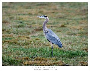 Great Blue Heron