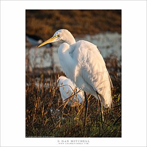 Egret and Chick, Evening