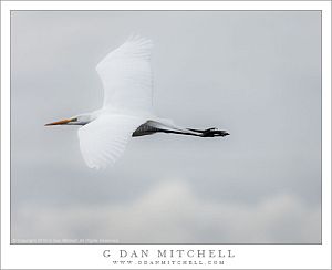 Great Egret