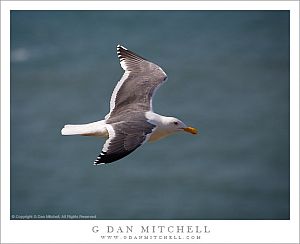 GullFlight20080301