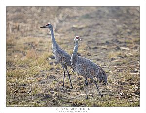 Lesser Sandhill Cranes