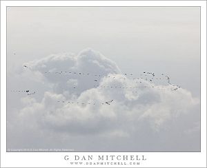 MigrationCloudsSkyRossGeese20130309