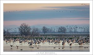 Migratory Birds, Wetlands Morning