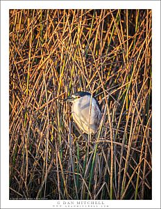 Night Heron in Brush