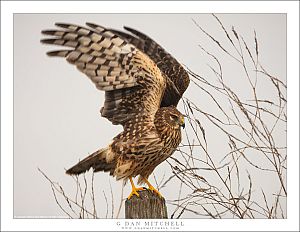 Northern Harrier Taking Flight