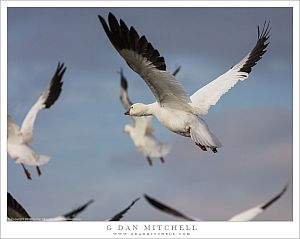 One Goose From The Flock