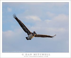 Brown Pelican in Flight, Blue Sky